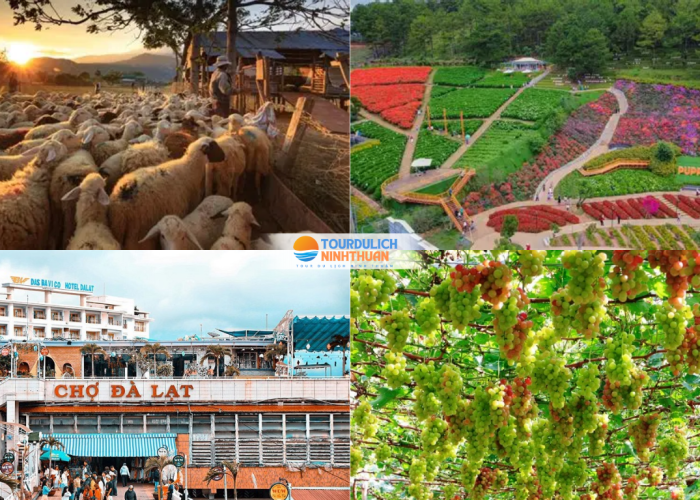 Tour Ninh Thuận - Đà Lạt 5 Ngày 4 Đêm Khởi Hành Từ Bắc Ninh